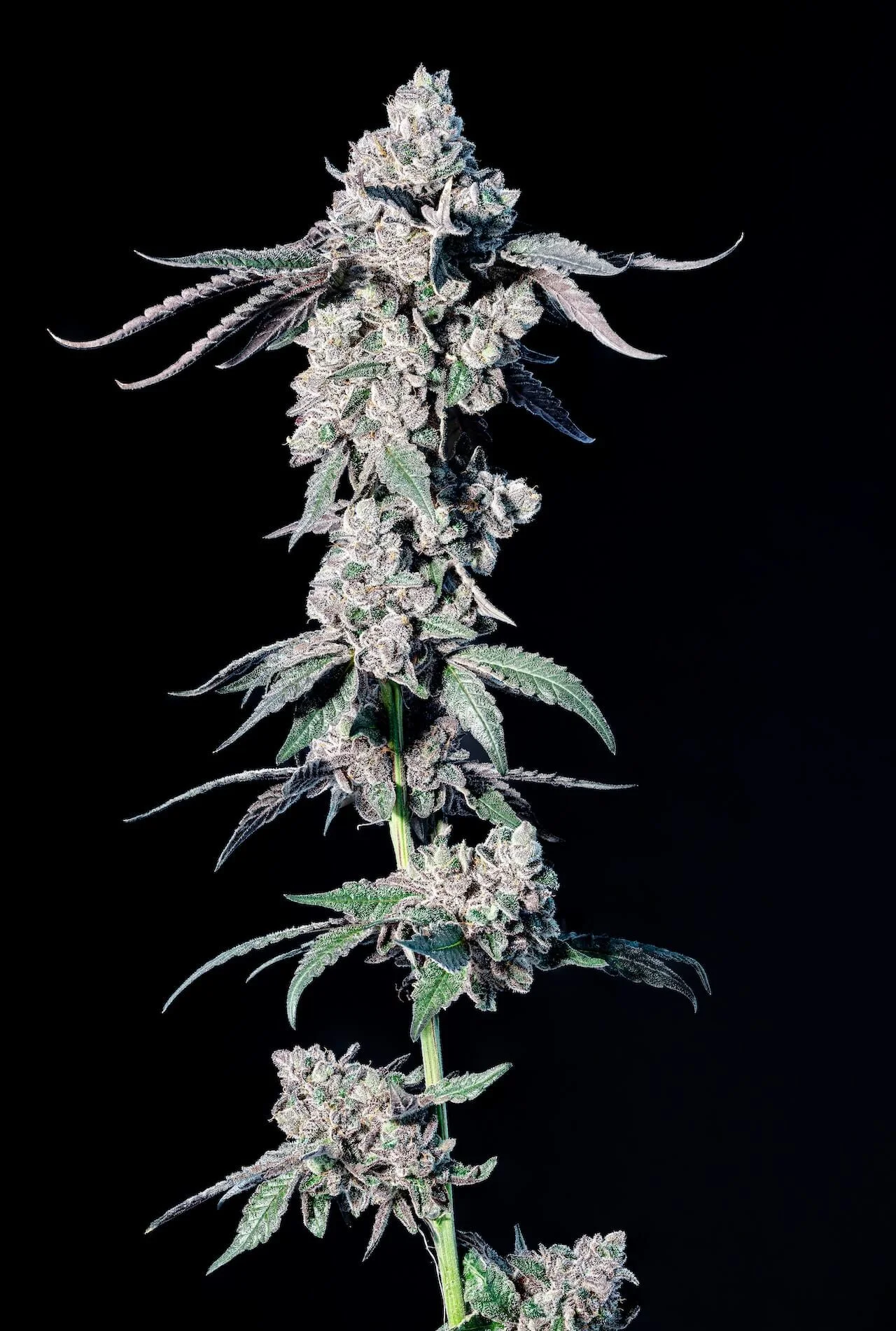 Genetics | Tap Root Fields Cannabis